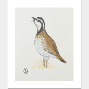 A bobwhite quail whistling a call Posters and Art